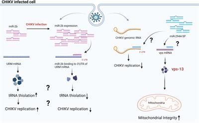 Role of miRNAs in the Chikungunya virus replication and pathogenesis